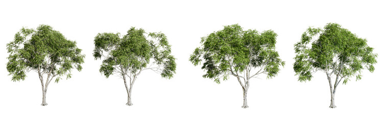 tree isolated on white background