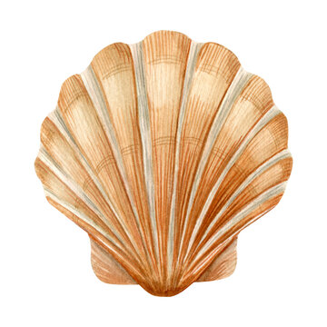 Sea scallop, sea shell . Watercolor hand draw illustration. Isolated on white background. For summer wedding invitation and party card making, wrapping paper, wallpaper, postcards design