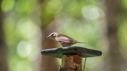 Common chiffchaff, lat. phylloscopus collybita, sitting on branch of bush in spring and looking for food