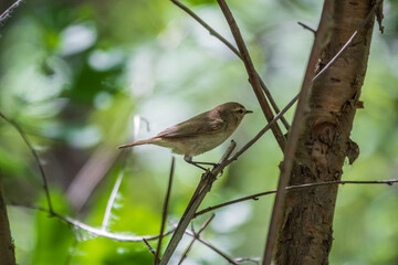 Common chiffchaff, lat. phylloscopus collybita, sitting on branch of bush in spring and looking for food