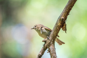 Common chiffchaff, lat. phylloscopus collybita, sitting on branch of bush in spring and looking for food