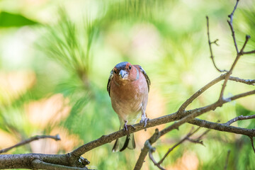 Common chaffinch, Fringilla coelebs, sits on a branch in spring on green background. Common chaffinch in wildlife.