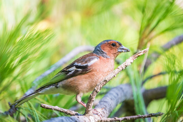 Common chaffinch, Fringilla coelebs, sits on a branch in spring on green background. Common chaffinch in wildlife.
