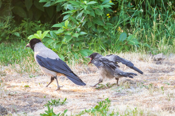 Black crow walks on green lawn. Raven on grass. Wild bird on meadow.