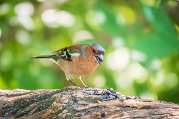 Common chaffinch, Fringilla coelebs, sits on a branch in spring on green background. Common chaffinch in wildlife.
