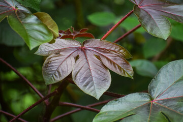 Beautiful leaf in the nature background.