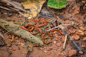 Millipede, Spirostreptida. Group of small millipedes in the humid place.
