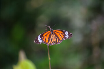 Fototapeta na wymiar Monarch Butterfly with beautiful blurred nature background.