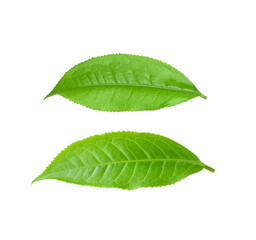 Obraz premium tea leaf isolated on transparent png