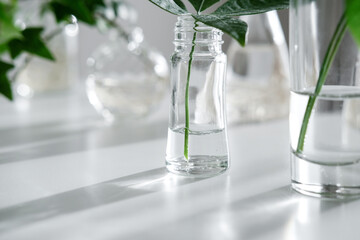 透明なガラス瓶と緑の葉が窓際の光を浴びて輝く