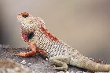 Lizard on a rock