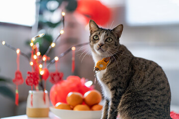 Cat prepare Chinese New Year Celebrations at home. cute domestic shorthair cat putting traditional...
