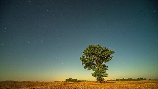 Astrophotography timelapse of lone tree in field