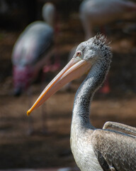 The Spot-Billed Pelican is considered to be a threatened species, the populations has declined due enormous reasons 
