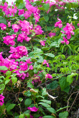 Fototapeta na wymiar Bougainvillea or Paper flower, Pink Bougainvillea flower in the garden.