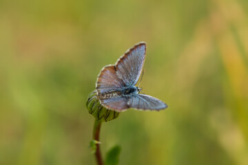Lycaenidae blue butterfly close-up on a dandelion flower. Polyommatus icarus is a beautiful blue-colored pigeon. A butterfly sits on a blurry green background of grass. Macro wildlife photography