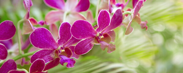 a branch of blooming lilac orchids in a tropical garden
