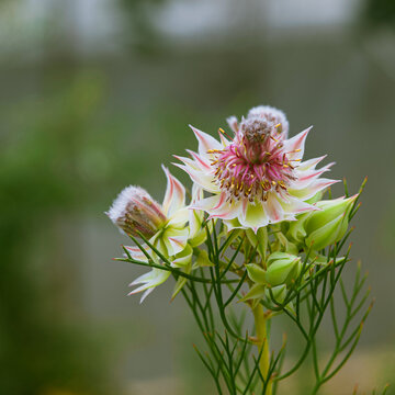 Close-up of a serruria florida flower