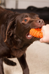 chocolate brown labrador dog playing tug of war with human with orange dog toy