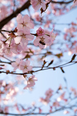 photo of a branch of a blossoming tree