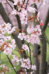 Close-up photo of cherry tree flowers