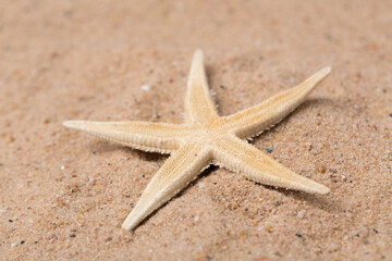 dried starfish lies on the beach in the sand