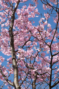photo of a blooming tree against a clear sky