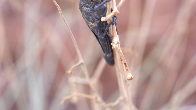 Black Cone-headed Grasshopper on a Stem at Desert in Middle East - Pan Up