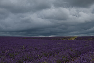 Dramatic sky over a lavender field. Dark blue clouds hung over the purple field. Atmospheric natural background. The concept of an approaching storm. Growing flowers for the production of cosmetics