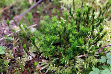 Goldenes Frauenhaarmoos (Polytrichum commune)