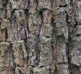 Details of the bark of quercus stellata
