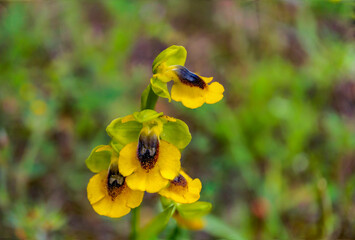 close-up of a yellow bee orchid (Ophrys tenthredinifera) with out-of-focus background
