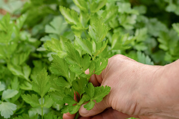 white woman's hand picking parsley from a bush