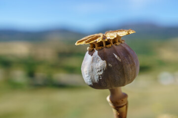 close-up of opium poppy heads - Papaver somniferum, commonly known as opium poppy in the background a mountainous landscape