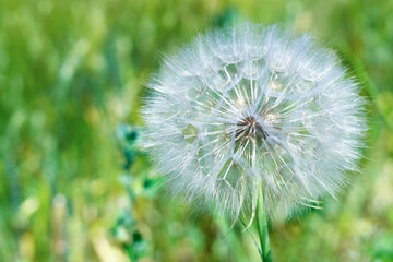 dandelion natural healing plant beneficial to health