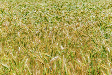 ears of wheat illuminated by the sun on an agricultural field