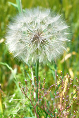 dandelion natural healing plant beneficial to health