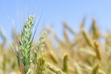 ears of wheat illuminated by the sun on an agricultural field