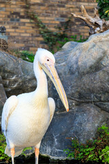 ペリカンのいる風景