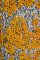 Xanthoria parietina lichen on aspen tree bark