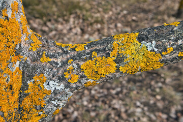 Xanthoria parietina lichen on aspen tree bark