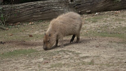 The capybara, Hydrochoerus hydrochaeris is a mammal native to South America. It is the largest living rodent in the world.