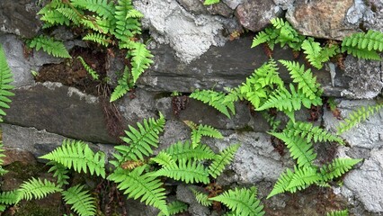 Close up of old stone wall with wild fern, Polypodiopsida or Polypodiophyta.