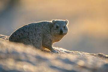 Obraz premium Wild Hyrax on Rock at Sunset looking around