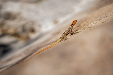 Basking in the Sun: An Agama Lizard Perched on a Rocky Outcropping in a Dry African Landscape