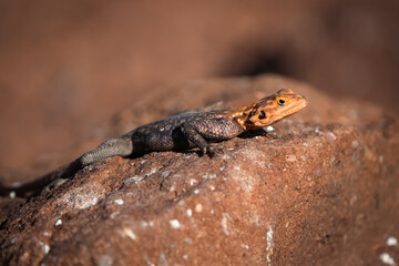 Colorful Male Namib Rock Agama Lizard Basking on Red Sandstone in the Wild