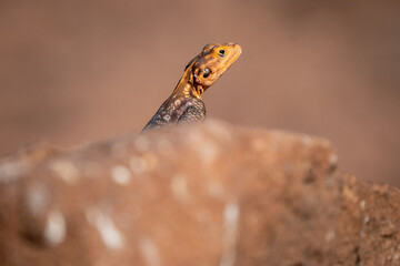 Curious Agama Lizard Peeking Over a Rock: Close-up Shot