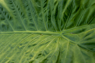 Up close with a large green leaf for background use