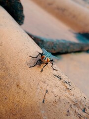 accidentally photographed animals 