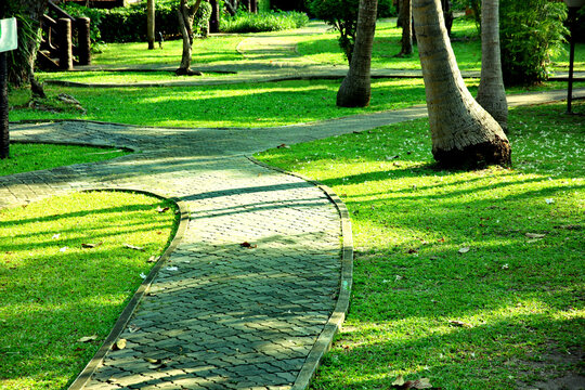 brick walkway in garden . morning light with shadow of coconut tree and moss on walkway